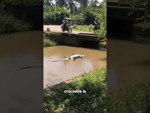 Don't Fall for This Crocodile's TRICK! 😳