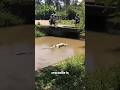 Don T Fall For This Crocodile S TRICK