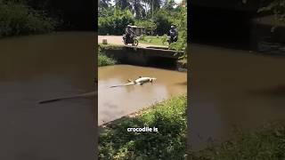 Don&#39;t Fall for This Crocodile&#39;s TRICK! 😳