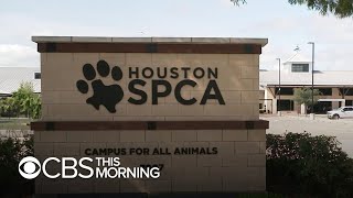 National animal welfare nonprofit ASPCA faces spending criticism