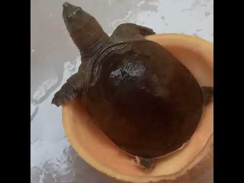 Aakarsh kumar jha.Turtle of my house and temple||Turtle