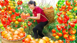 Harvesting Red Tomatoes - Make Spaghetti In Tomato Sauce Goes to market sell | Luyến - Harvesting