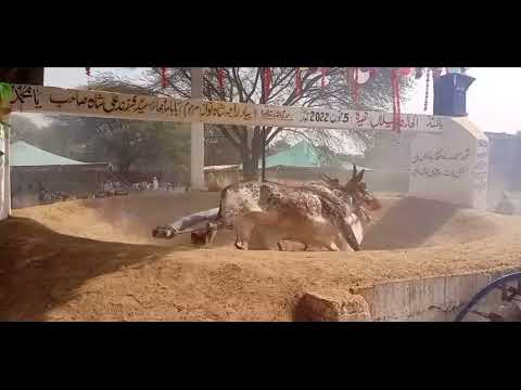 Bull Race Naseera 5th June 2022| haji choudhry nazir Ahmed marhoom of daira doglan