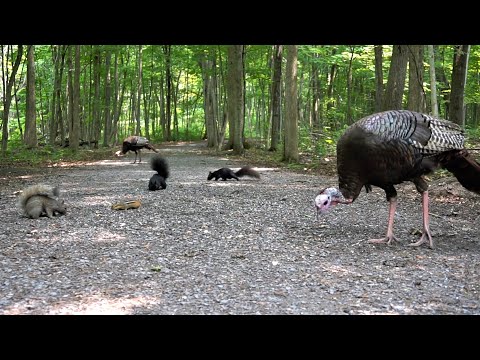 Forest Animals in Harmony - 10 Hours of Turkeys, Chipmunks and Squirrels - July 18, 2023