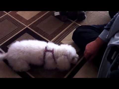 Keana the loves to play.