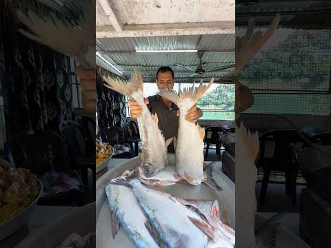 Biggest and Famous Fish of Bhakhra Nangal Dam #youtubeshorts