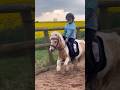 Fast Shetland Horse Equestrian Horseriding Pony Horselover Showjumping Shetlandpony Trending