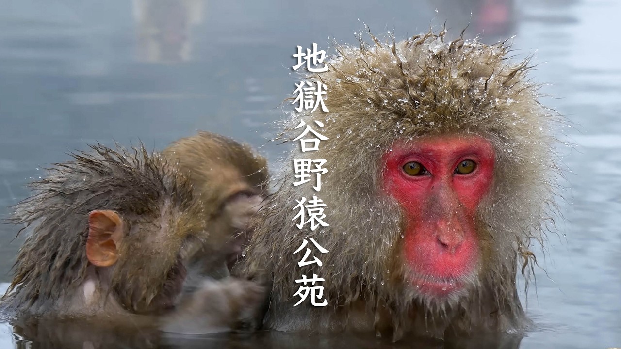 The Japanese Snow Monkeys of Jigokudani in Nagano