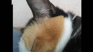 Photos de chats de 3 couleurs