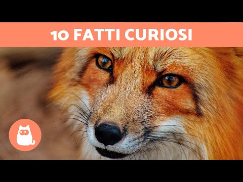 10 FUN FACTS about FOXES that will surprise you 🦊 Find out!