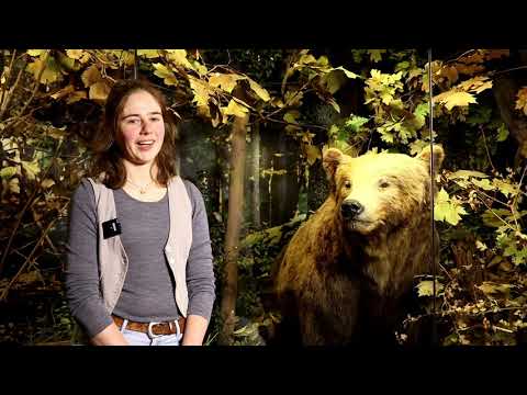 Heimische Arten: Tiere im Winter - Teil 2