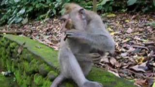 preview picture of video 'Bali - Monkey Forest monkey rollers'