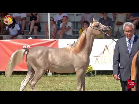 Elran Cup 2018 - Yearling Colt Championship