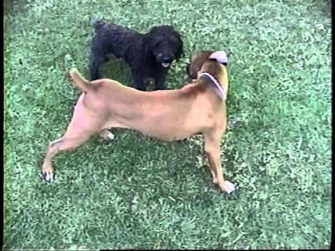 LICFLASH - BLACKY Y CHATO