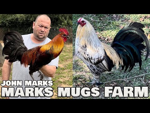 Palestine TX John Anthony Marks | Marks Mugs Farm | Beautiful Birds