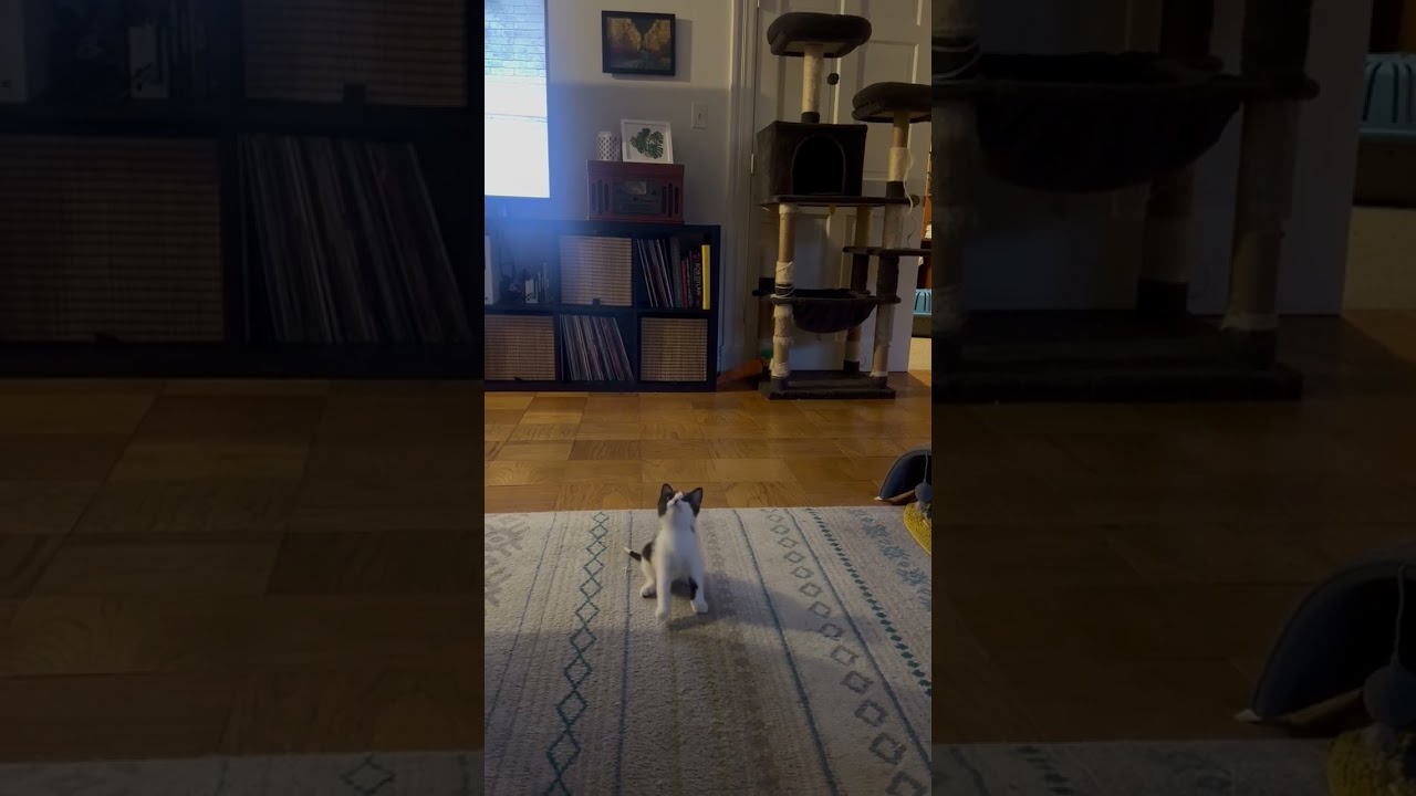 Enlarge Artemis & Sputnik, a Adoptable mixed breed in Hyattsville, MD video 2/6