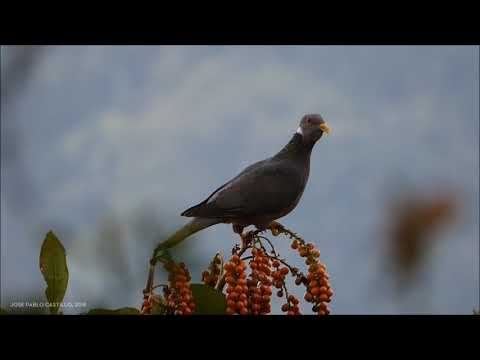 Band-tailed pigeon Patagioenas fasciata