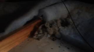 The worst smelling rats nest in polyester insulation that I have ever had 2016-07-04 13.13.39.mov