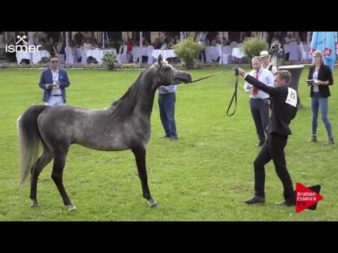 N.89 BB JAWHAR EL THAN - Ströhen 2017 C-Show - 7.9 Years Old Stallions (Class 13)