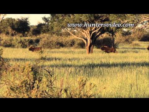 Safari Abenteuer Namibia 2 - Hunters Video