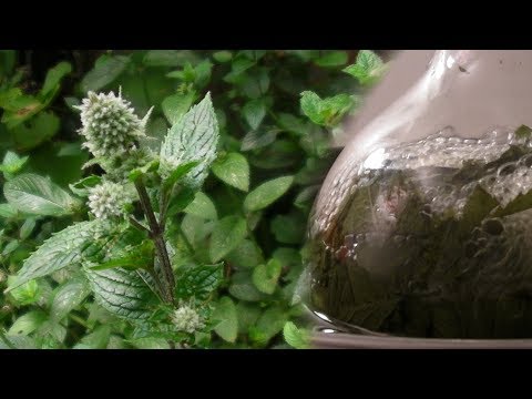 Wasserdampfdestillation von Pfefferminze (Methode 1)