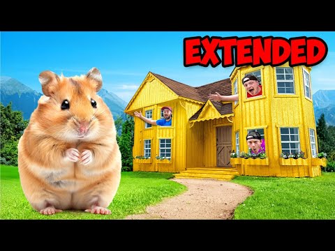 Hamster Gold