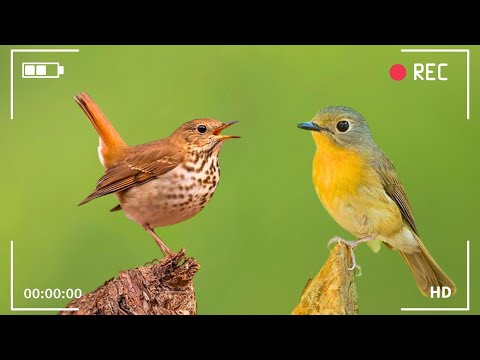 Natural Sounds of the Forest - Melodic Birds Singing, Helps Reduce Stress, Increase Concentration