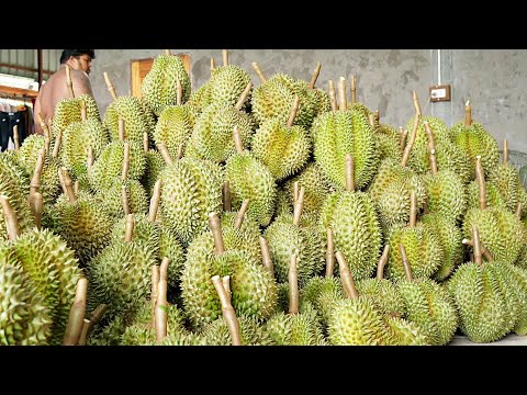 Huge farm with 3000 durian trees!!!Harvest the durian and cut the durian!!!