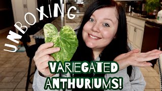 Variegated Anthurium Plant Unboxing
