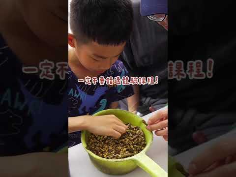 【城鄉島遊】島遊帶你玩｜彰化超療癒食農體驗，一起來到田野勤學親手做豆腐!