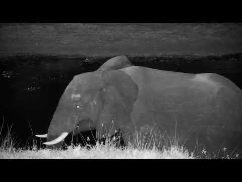 Djuma: Lone Elephant meets up with small group of others - 20:35 - 10/02/2022