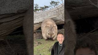 The Wombat has the most dangerous butt