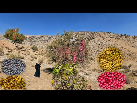Ernte von Bergfrüchten durch Nomaden | Das iranische Nomadenleben und Bio-Wildfrüchte 🌿🍒