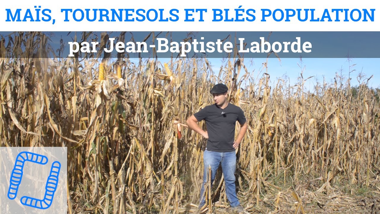 Maïs, tournesols et blés population - Jean-Baptiste Laborde