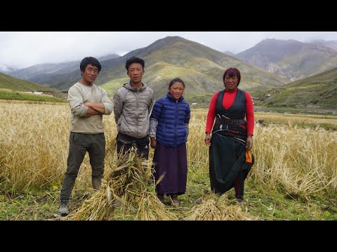 Day 165 - A family in Upper Dolpo Harvests Uwa - Local Food Grain - Moin Uddin Show