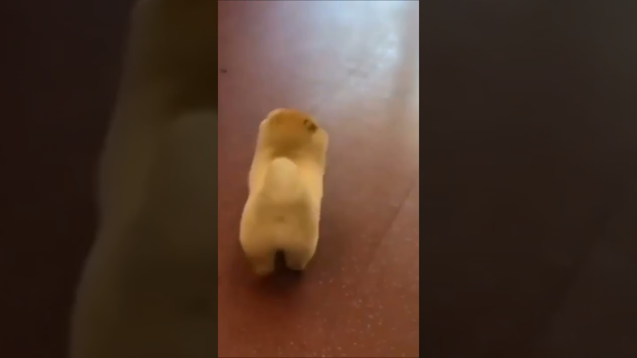 Ultimate Baby Dogs - Cute and Funny Dog Videos Compilation #shorts