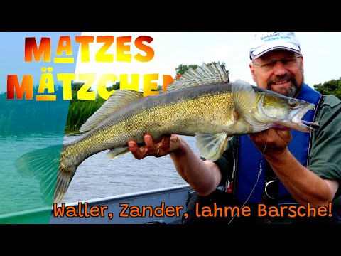 Matze's antics - catfish, zander, lame perch - 08-2025