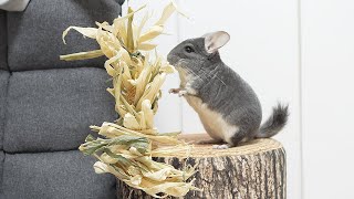 自分より巨大なおもちゃを見たときのチンチラの反応が可愛すぎた！
