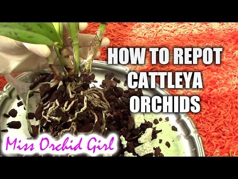 How to repot a Cattleya orchid