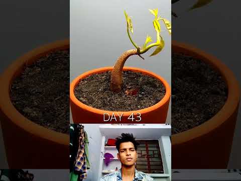 120 Days in 1 Min - Growing Durian Tree From Seed | Timelapse