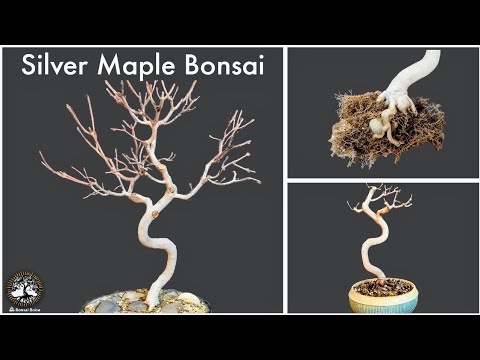 Silver Maple Bonsai