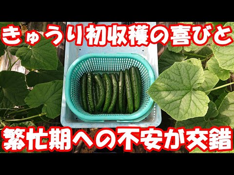 夏の嵐：大雨から家庭菜園を守るための 6 つのヒント  庭園