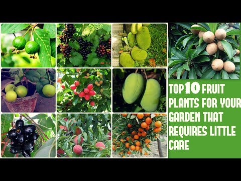 download lagu mp3 mp4 List Of Fruit Trees, download lagu List Of Fruit Trees gratis, unduh video klip List Of Fruit Trees
