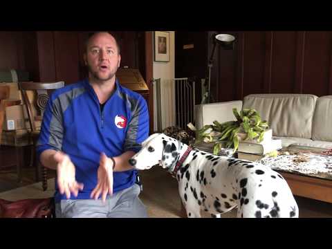 Tips to Stop Tashe's Countersurfing