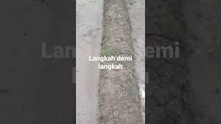Download lagu langkah demi langkah mp3