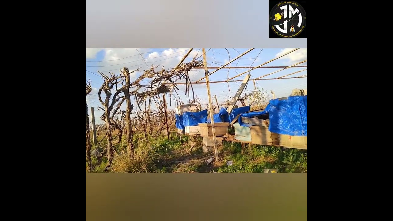 مشاريع تربية النحل واسباب النجاح والفشل 