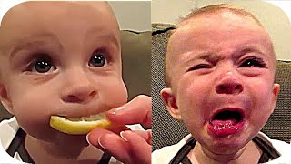 Best Videos of Cute Babies Eating Lemons for the first tome - Try Not to laugh