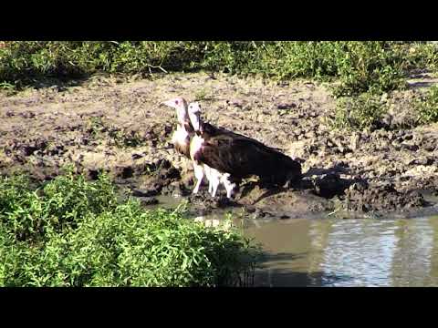 Djuma: Thirsty vultures - 03/11/18