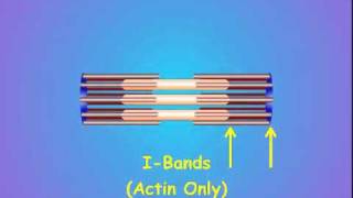 2. Sarcomere Structure