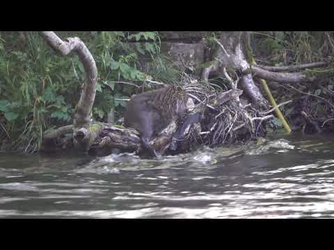 Bäver vurpa  -  Beaver crash